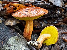 Viscid bolete imported from iNaturalist photo 344241170 on 4 February 2024.jpg