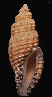 <i>Vitricythara metria</i> Species of gastropod