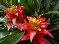 guzmania