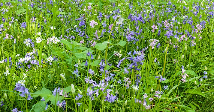 Get lost among the spring flowers in the Hortus in Haren