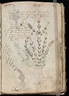 Voynich Manuscript (9).jpg
