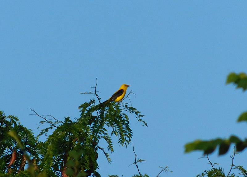 File:Vuga, mužjak (Oriolus oriolus) Eurasian Golden Oriole, male.jpg