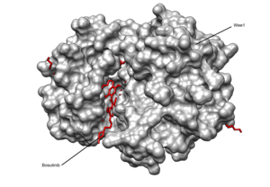 WEE1 kinase domain in complex with bosutinib. WEE1 KINASE DOMAIN IN COMPLEX WITH BOSUTINIB.png