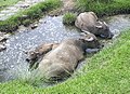 A group of Water Buffalo