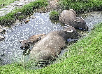 Water buffalo bathing.jpg