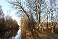 Weerribben Wieden. Slootkant met Berken (Betula)