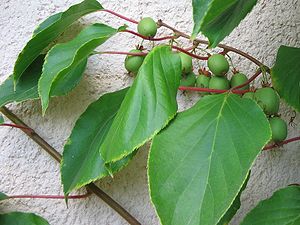 Branche de la variété Actinidia arguta 'Weiki' avec feuilles et fruits