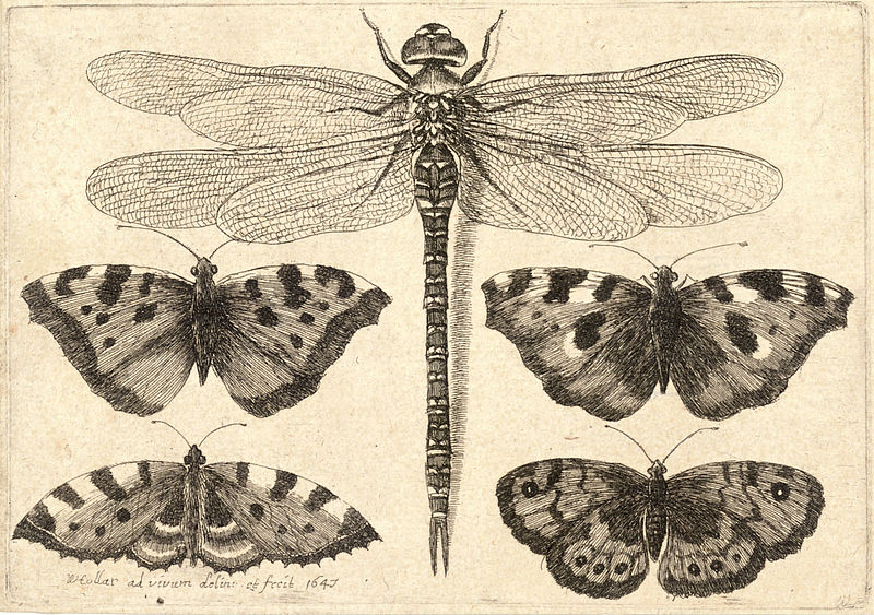 File:Wenceslas Hollar - Dragonfly and four butterflies.jpg