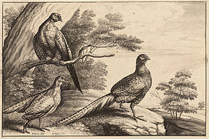 Wenceslas Hollar - Three pheasants