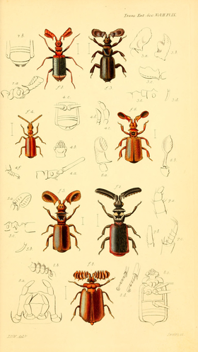 Ilustração do ano de 1837 com besouros Paussinae.