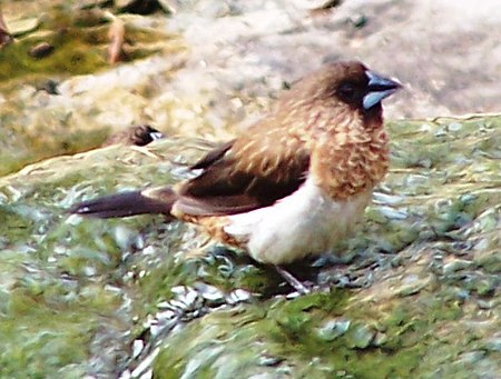 ไฟล์:White-rumped_Munia.jpg