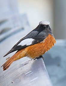 Rougequeue à ailes blanches (Phoenicurus erythrogastrus) (47 835 844 452) .jpg