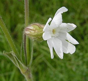 Hankebloume (Silene latifolia Subsp. alba)