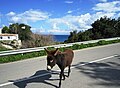 Wild donkeys on the road