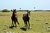 Cavalos selvagens (Ilha Delft) .JPG