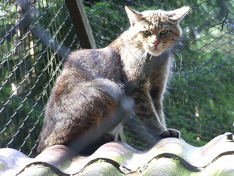 File:Wildkatze.jpg