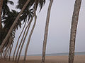 Strand bei Winneba mit Palmen, Oktober 2008