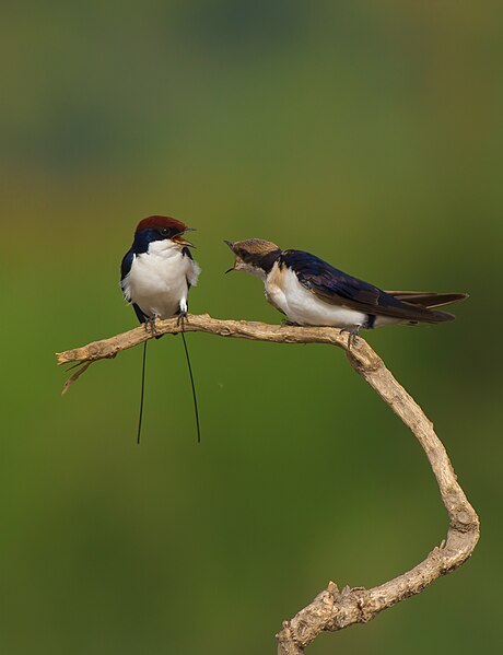 File:Wire tailed swallow screaming 2.jpg