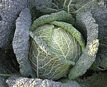 2006 head cabbage