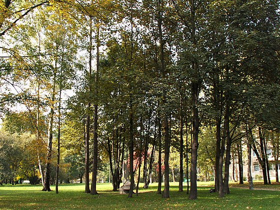 Park sad. Краковский парк. Парк вишневый сад. Сквер вишневый сад. Краков парки.