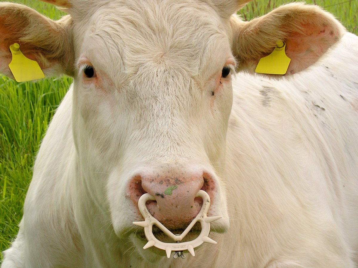 Nose ring (animal) - Wikipedia