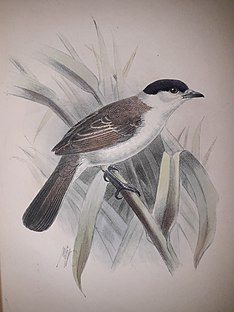 1893 in birding and ornithology