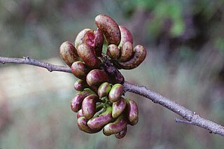 <i>Xylopia discreta</i> Species of flowering plant