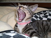 Yawning cat.jpg