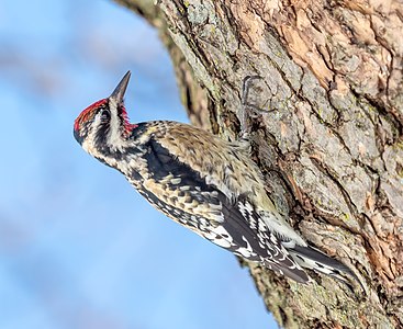 Yellow-bellied sapsucker in CP (40484)