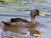 Duck, Yellow-billed Anas undulata