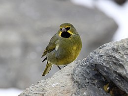 Kantáros patagónpinty (Melanodera xanthogramma)