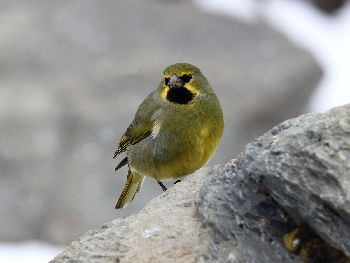 Download Yellow-bridled finch - Wikipedia