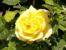 Yellow Rose Gelbe Rose