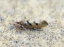 Ypsolopha sylvella (15038144189).jpg