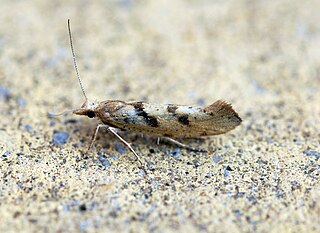 <i>Ypsolopha sylvella</i> Species of moth