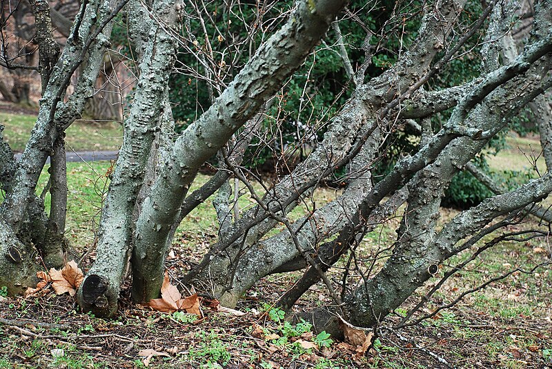 File:Zanthoxylum HighlandPark RochesterNY15.jpg