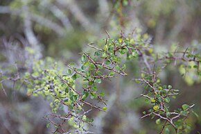 A Ziziphus celata (Florida ziziphus) kép leírása (11525837026) .jpg.