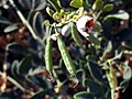 Kaciba bobovitá (Zygophyllum fabago)