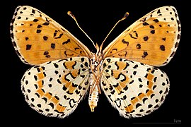 Melitaea didyma occidentalis - mounted specimen - female ventral