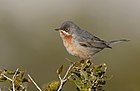 Հարաւ-Ալպեան կարմրաերգակը subalpine warbler Sylvia cantillans