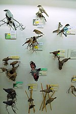 Минијатура за Список на птици во Македонија