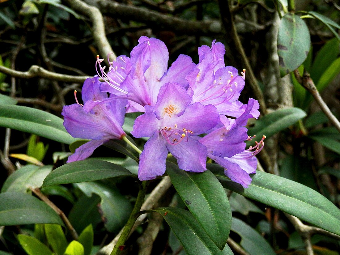 Rododendre pòntic