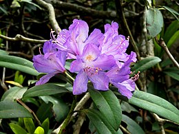 Rhododendron Ponticum: Descripción, Distribución y hábitat, Taxonomía