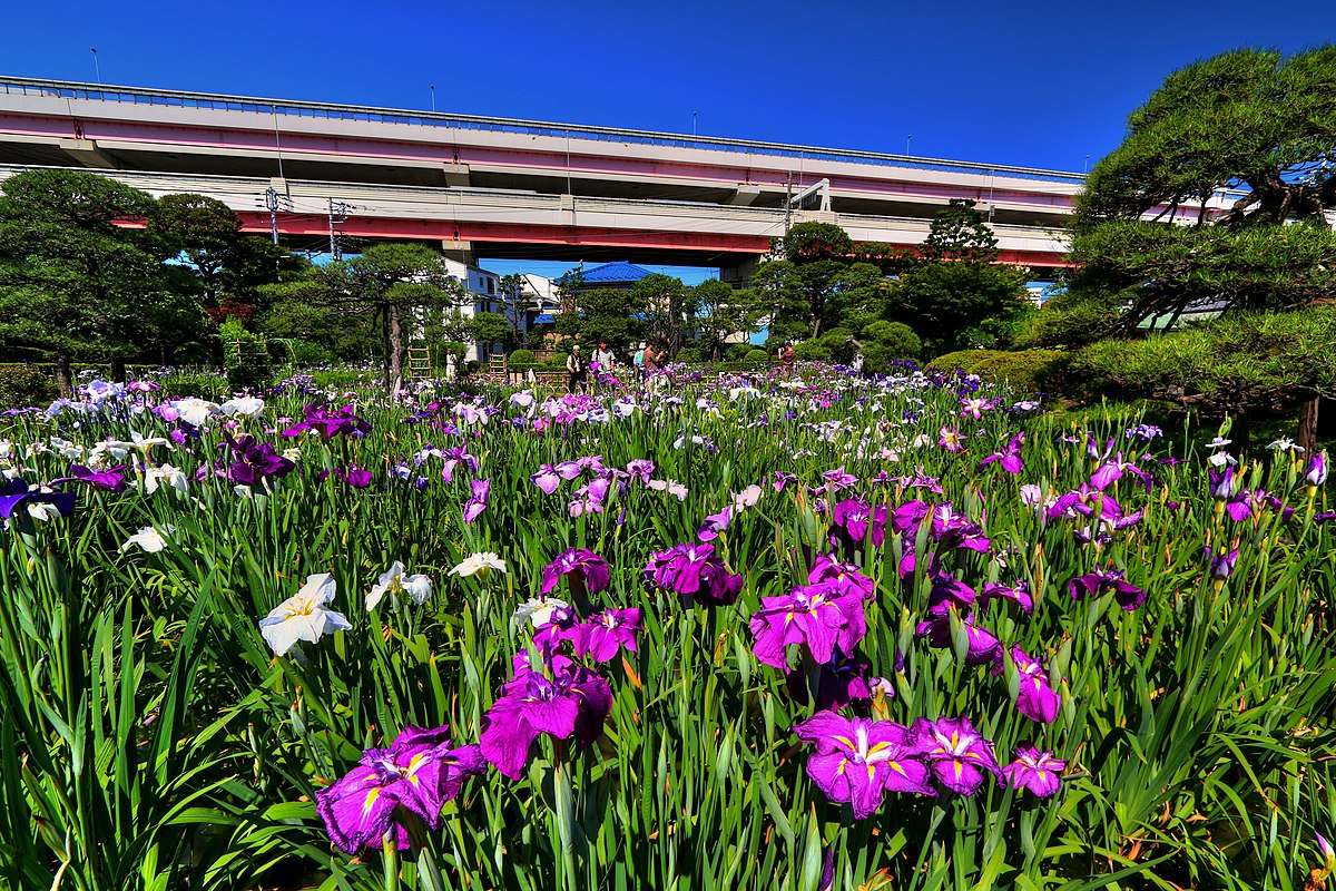 File 堀切菖蒲園 Panoramio Jpg 维基百科 自由的百科全书