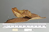 013602868 Ornithoptera priamus poseidon lateral pupa.jpg
