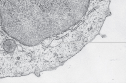 Electron micrograph showing smooth ER (arrow) in mouse tissue, at 110,510× magnification.
