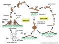 04 03 55b life cycle Asterinaceae, Ascomycota (T.A. Hofmann & M. Piepenbring).png