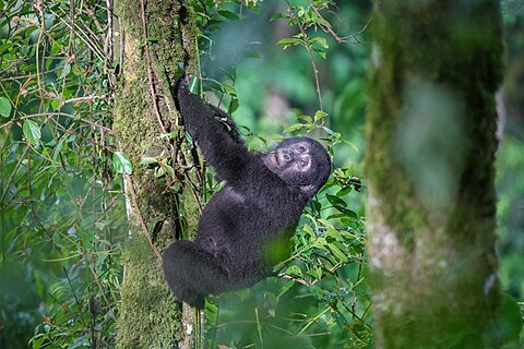 Mountain gorilla climbing a tree at Bwindi Impenetrable Forest National Park