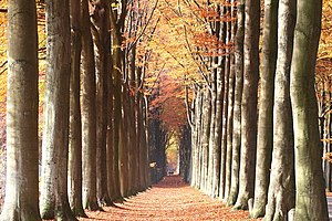 The double European beech alley of Domaine de Mariemont. - 6th winning picture in WLM Belgium 2011