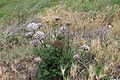 141 (Daucus carota subsp. hispanicus)